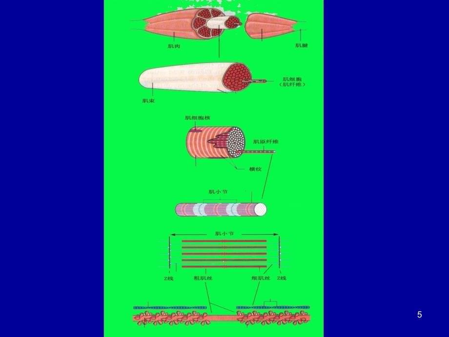 骨骼肌生理ppt课件_第5页