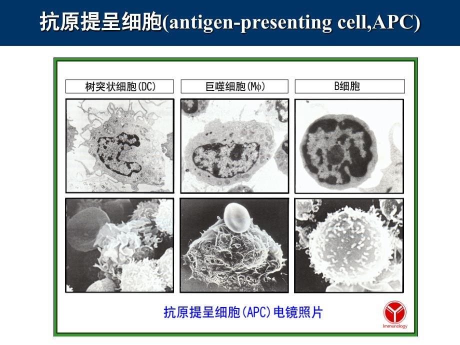 11抗原提呈细胞与抗原的处理及提呈_第5页