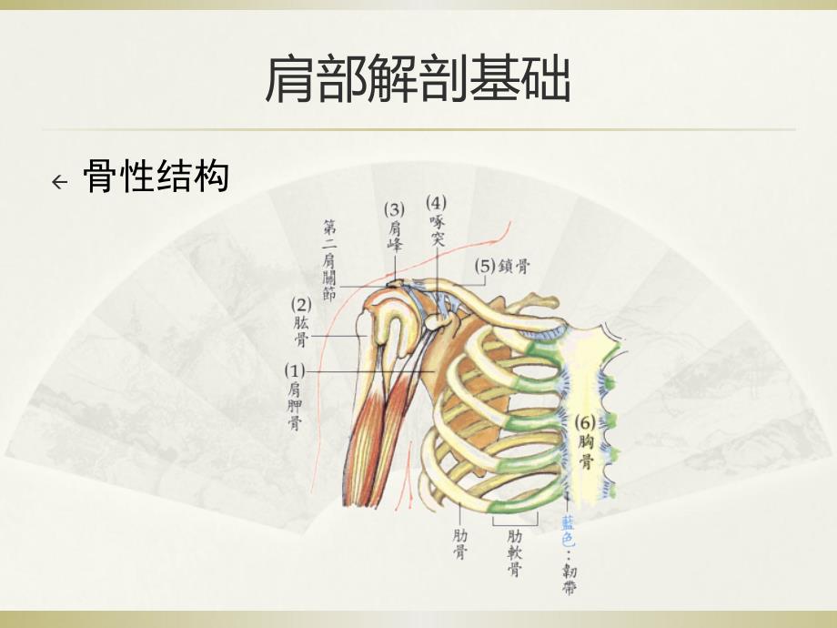 肩关节周围炎课件_第4页