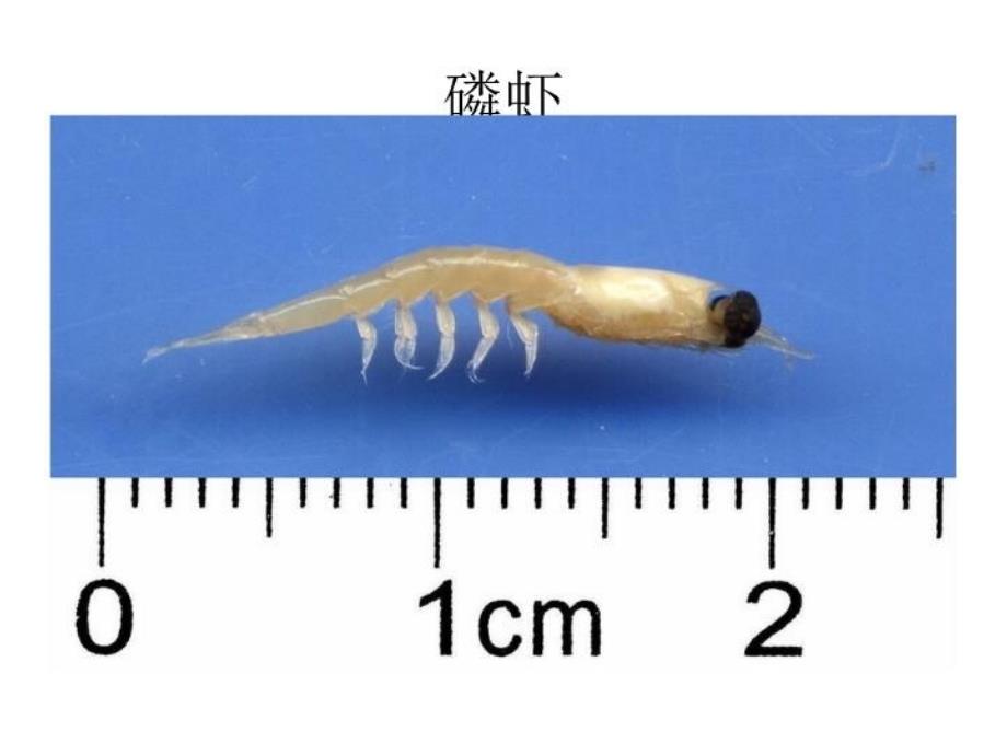 最新地理北极地区和南极地区幻灯片_第3页