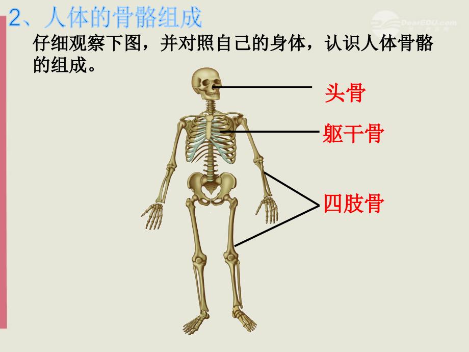 关节上册《人体的支持与运动》课件2苏科版.ppt_第3页