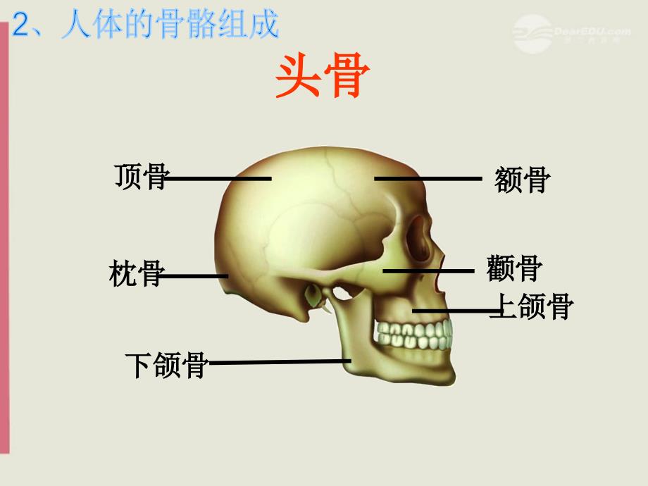 关节上册《人体的支持与运动》课件2苏科版.ppt_第4页