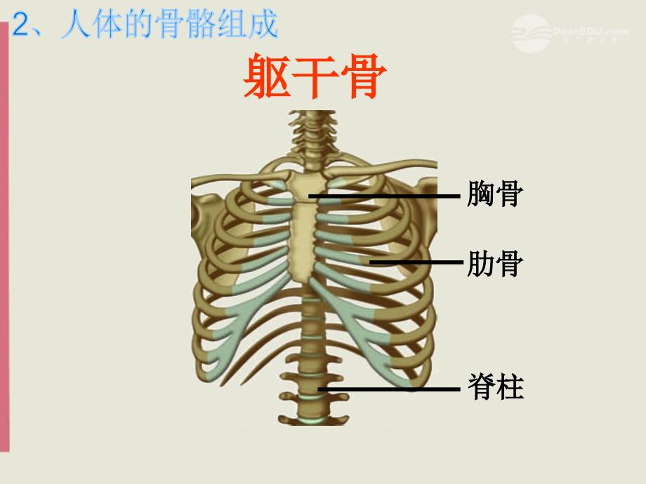 关节上册《人体的支持与运动》课件2苏科版.ppt_第5页