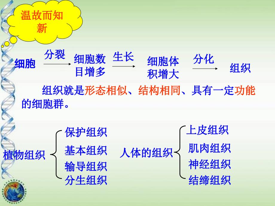 多细胞生物的组成课件_第3页