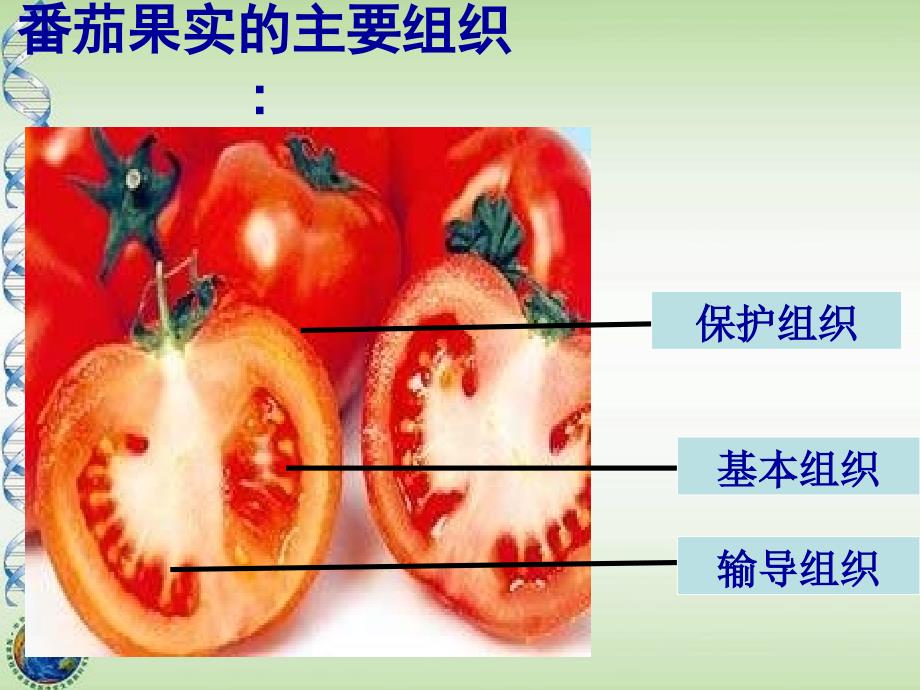 多细胞生物的组成课件_第4页