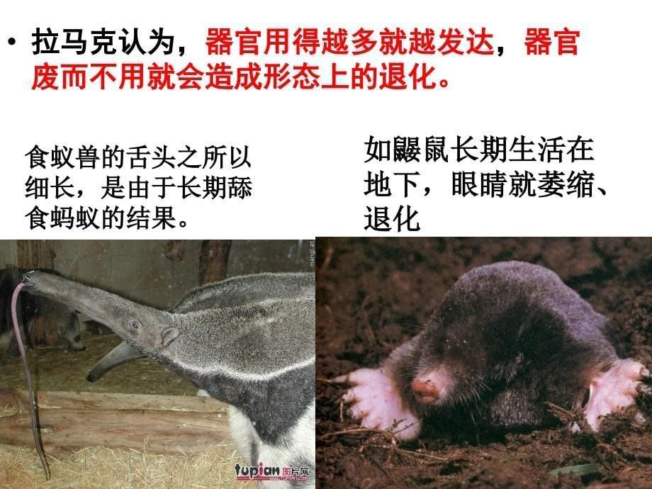 现代生物进化理论的由来2_第5页