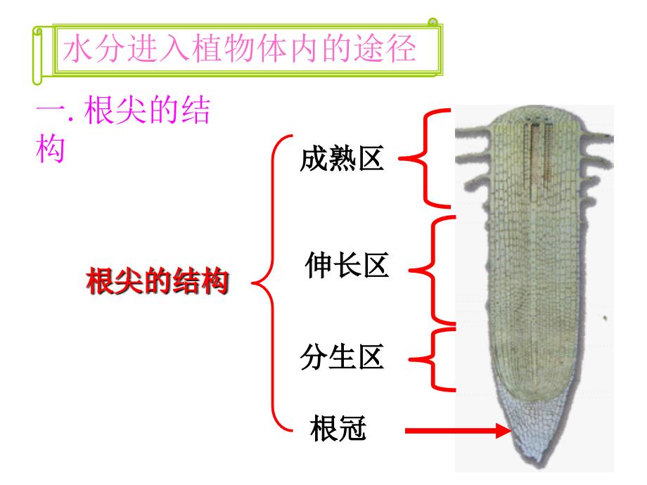 七年级生物上册绿色植物参与生物圈的水循环课件人教版_第3页