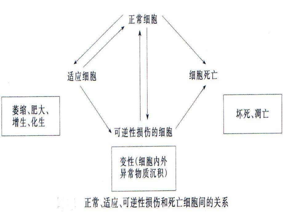 适应损伤和修复_第3页