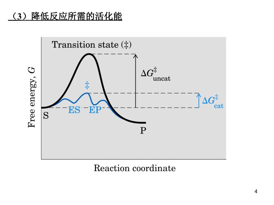 生物化学课件：生物化学_酶_第4页