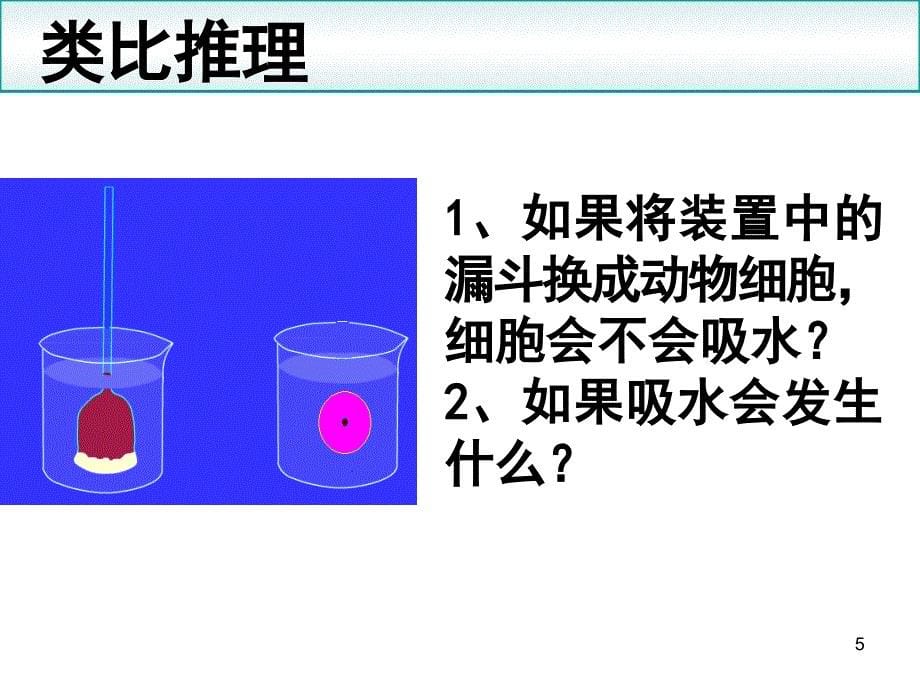 生物：4.1《物质跨膜运输的实例》课件(新人教版必修1)湖南师大_第5页