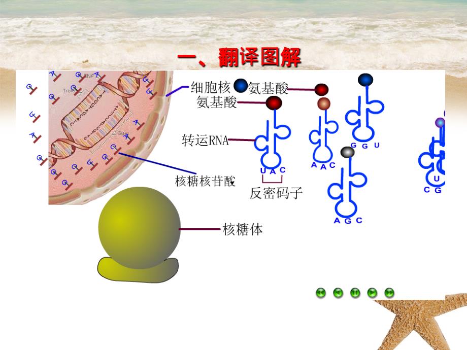 201x高中生物专题4.1.2基因指导蛋白质的合成提升版必修_第2页