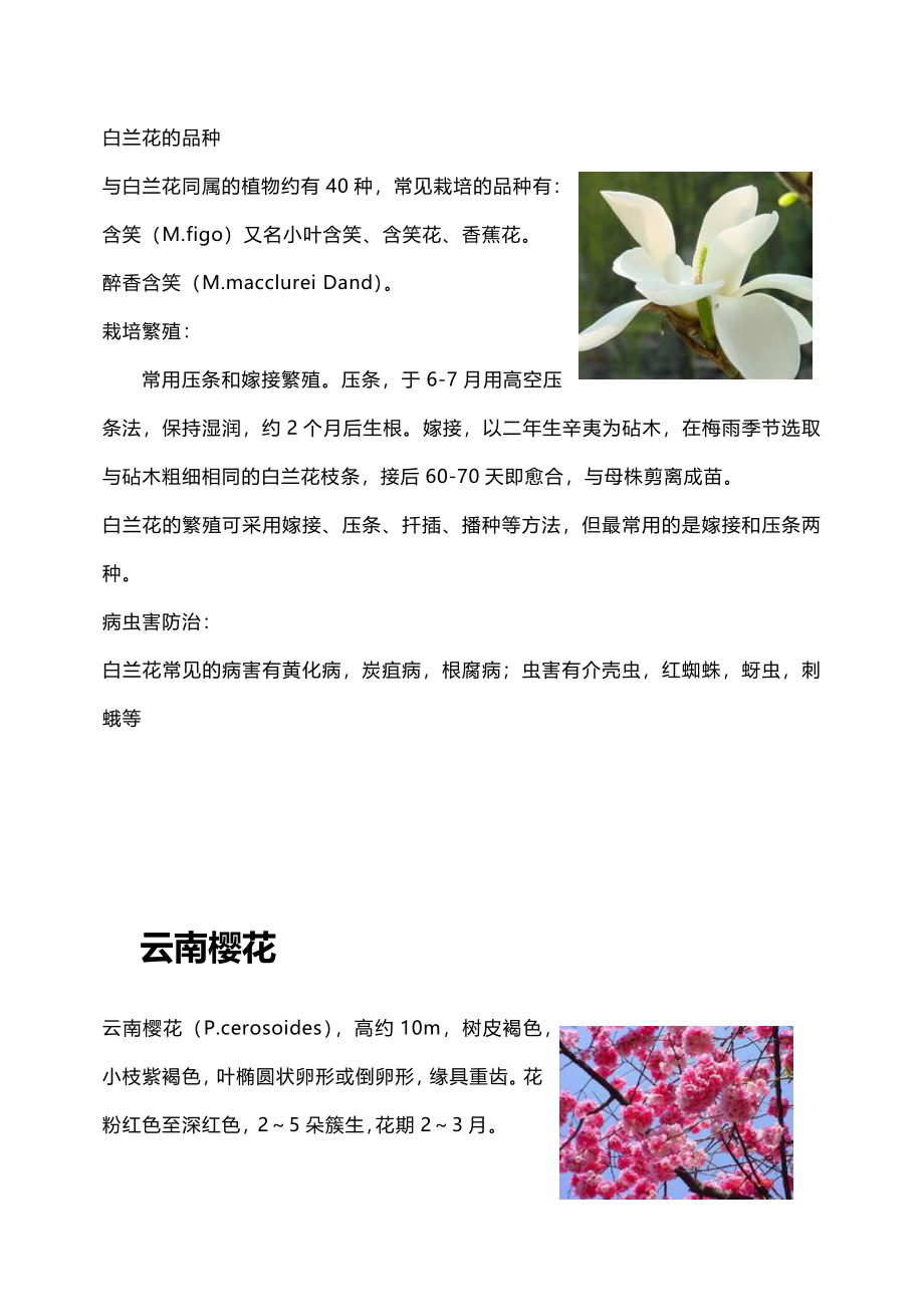 云南常见植物习性及病虫害.doc_第4页