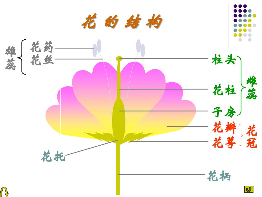 陈蓓八年级生物上册191课件_第2页