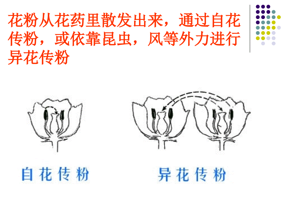 陈蓓八年级生物上册191课件_第3页