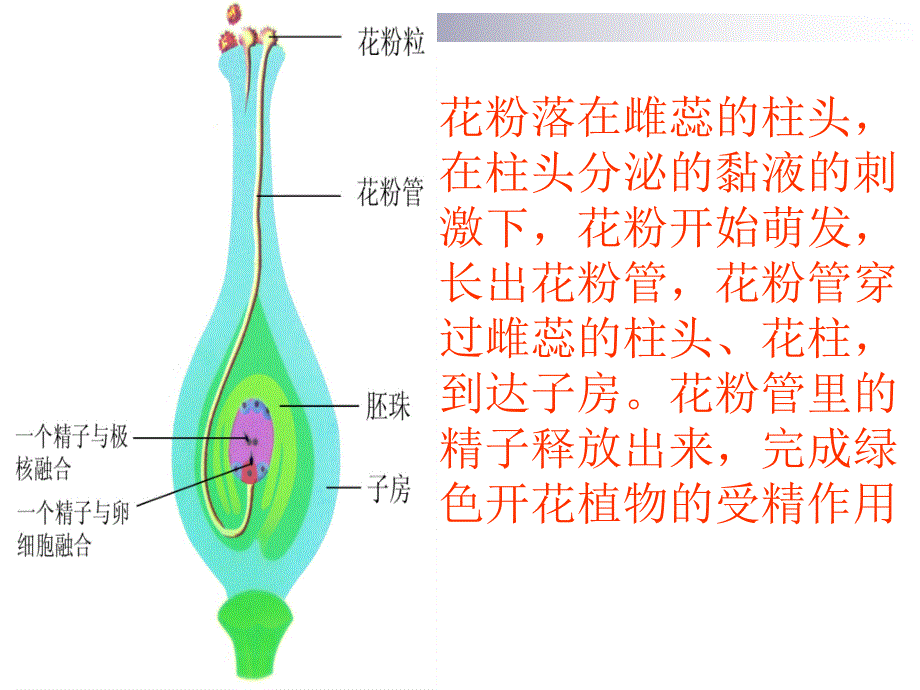 陈蓓八年级生物上册191课件_第4页