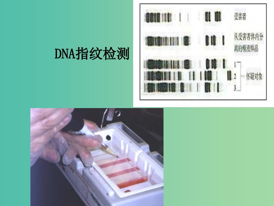 高中生物 第二章 第三节 遗传信息的携带者-核酸课件 新人教版必修1.ppt_第2页