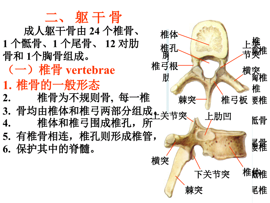 运动系统实验_第1页