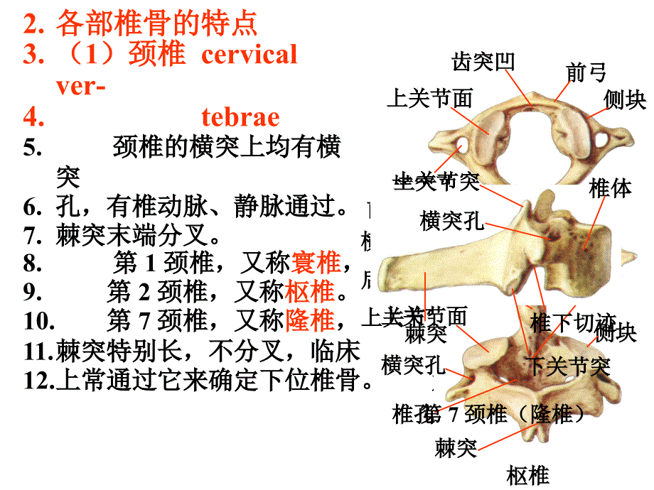 运动系统实验_第2页