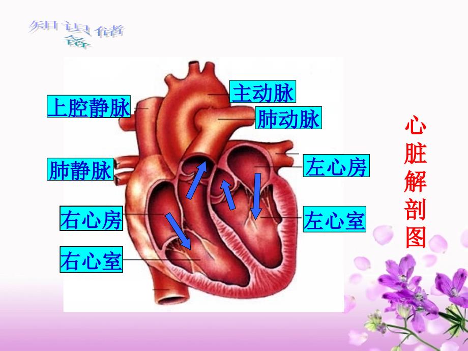 输送血液的泵——血液循环_第2页