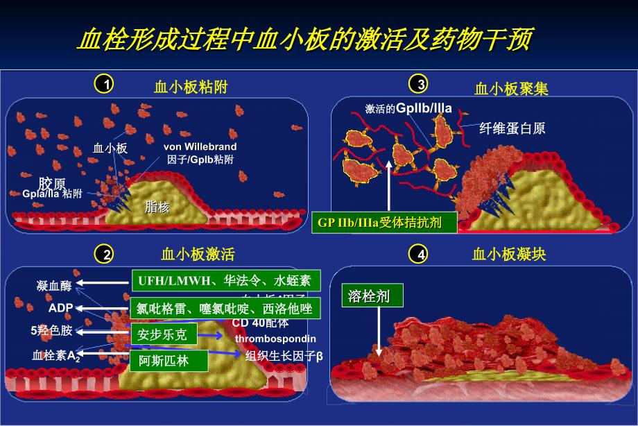 推荐GPIIbIIIa受体拮抗剂研究新进展_第2页