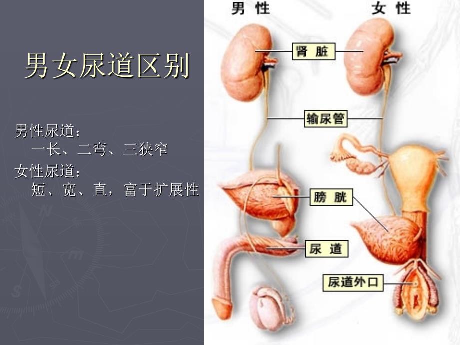 膀胱留置导尿管术_第4页