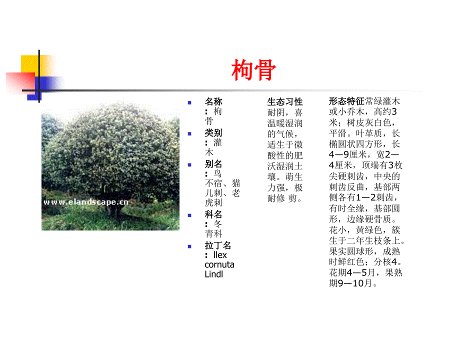 常用园林植物详细26041_第4页