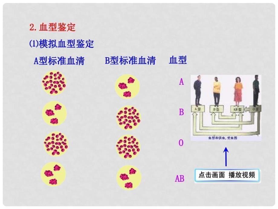 七年级生物下册 第10章 第一节 血液和血型（第二课时）课件 苏教版_第5页