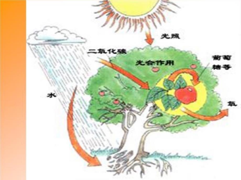 最新奇妙的二氧化碳二氧化碳的质ppt课件_第3页