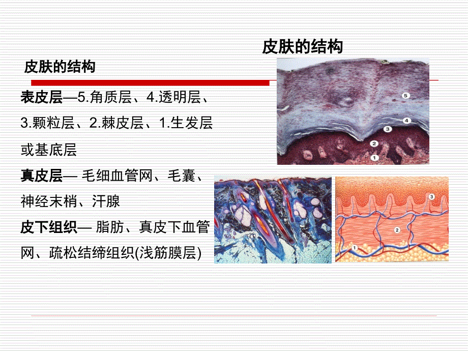 伤口和伤口敷料基础知识_第4页