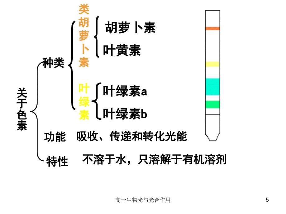 高一生物光与光合作用课件_第5页