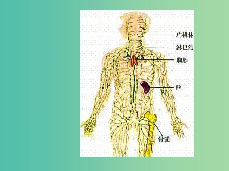 高中生物 1.2 人体内环境稳态课件 新人教版必修3.ppt_第5页