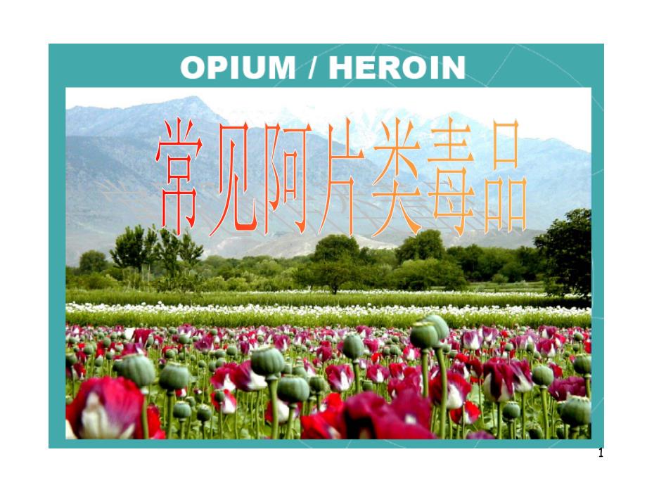 7常见阿片类毒品_第1页