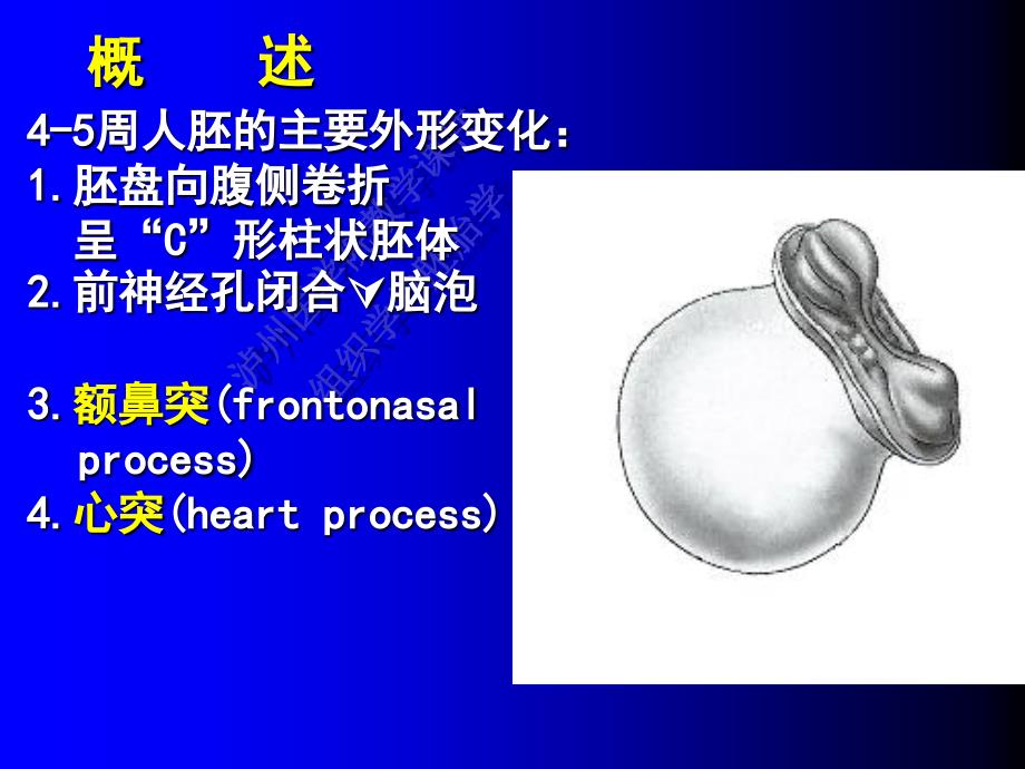 颜面颈和四肢的发生余_第2页