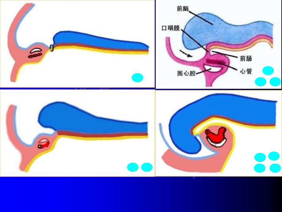 颜面颈和四肢的发生余_第3页