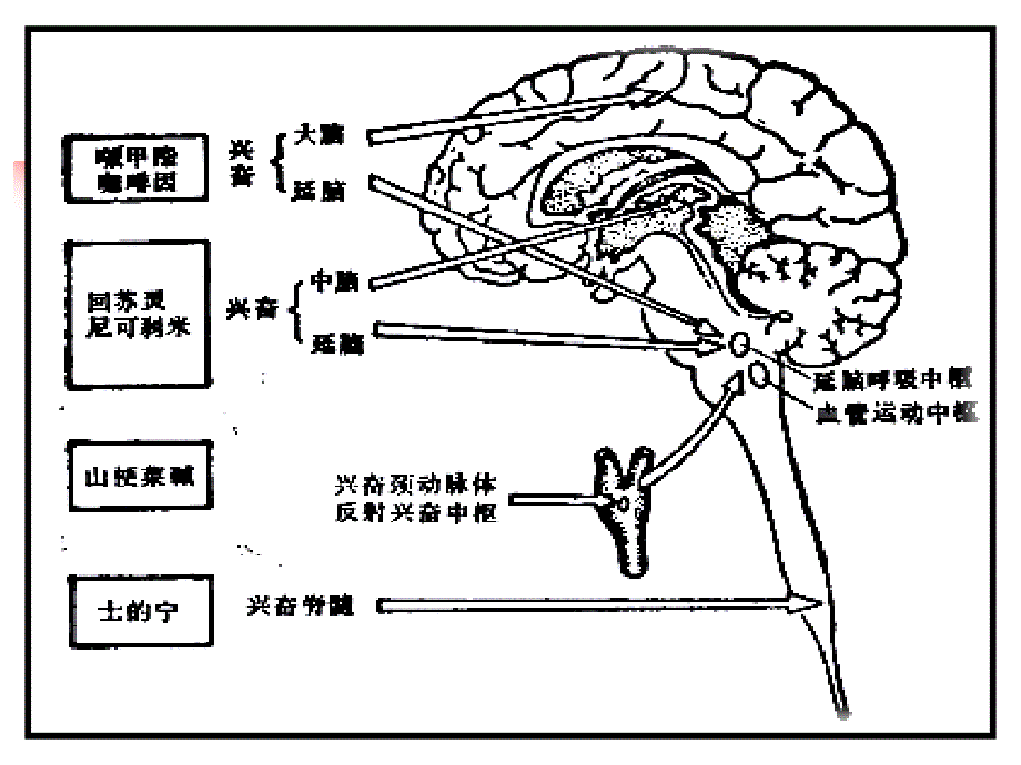 药理学教学课件第18章中枢兴奋药_第3页