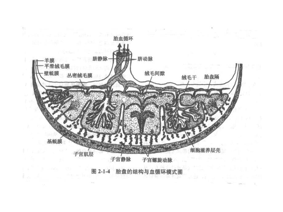 胎儿窘迫早产、妊娠相关综合征课件_第4页