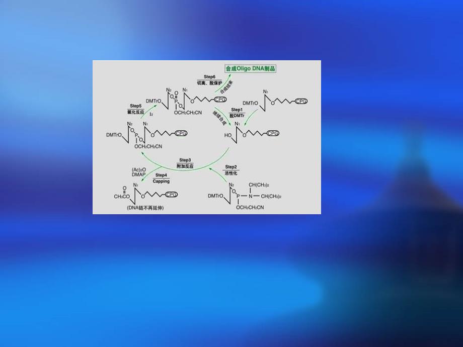DNA合成原理及操作_第2页