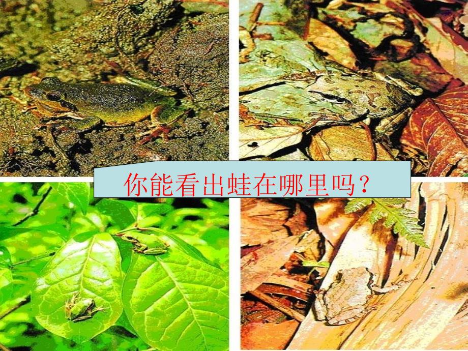 生物进化的总趋势课件_第4页