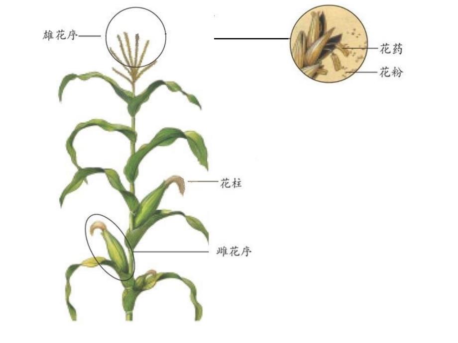 传粉与受精济南版课件_第4页