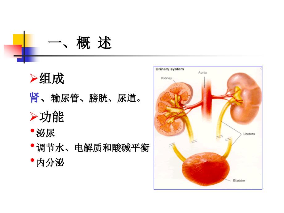 组织与胚胎学课件：16 泌尿系统_第2页