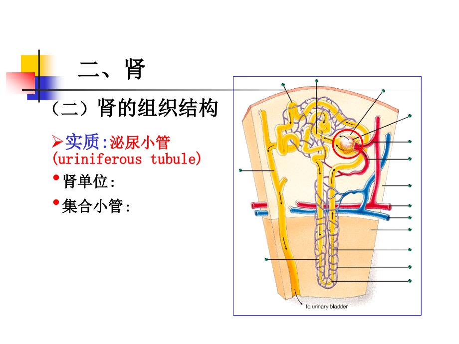 组织与胚胎学课件：16 泌尿系统_第4页