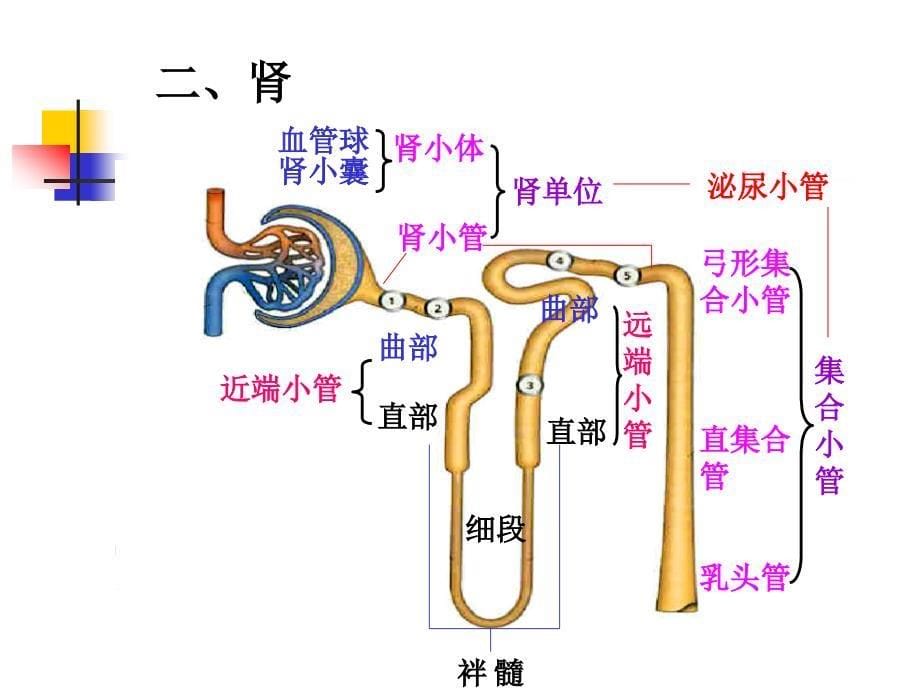 组织与胚胎学课件：16 泌尿系统_第5页