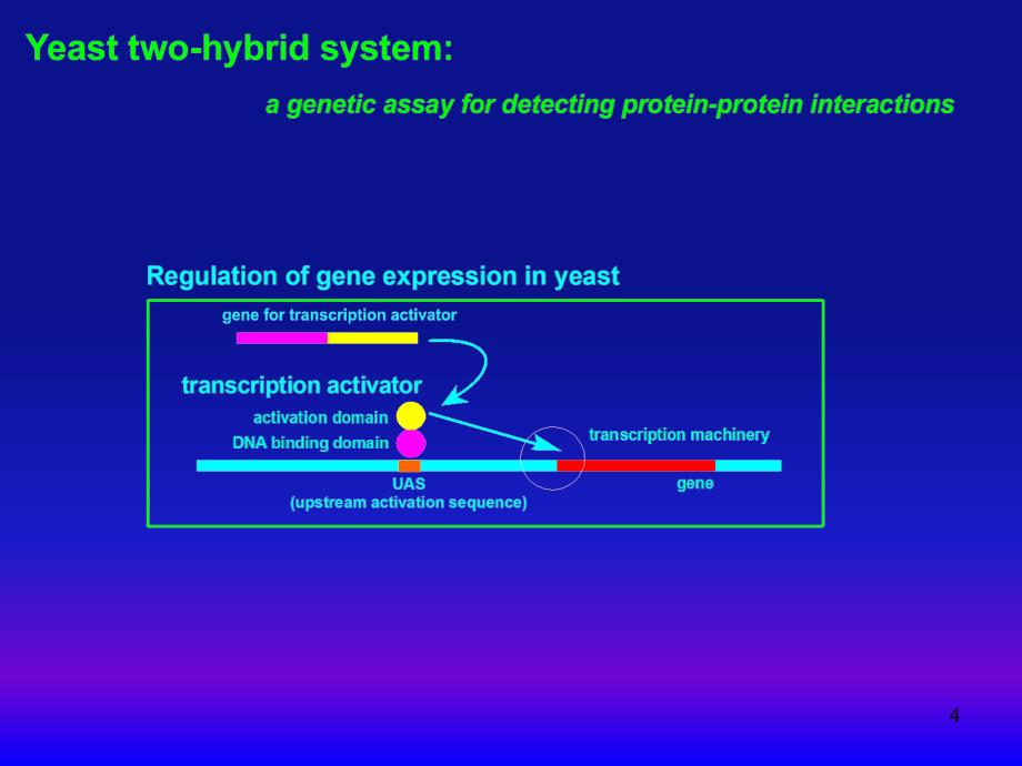 酵母双杂交自激活现象ppt课件_第4页