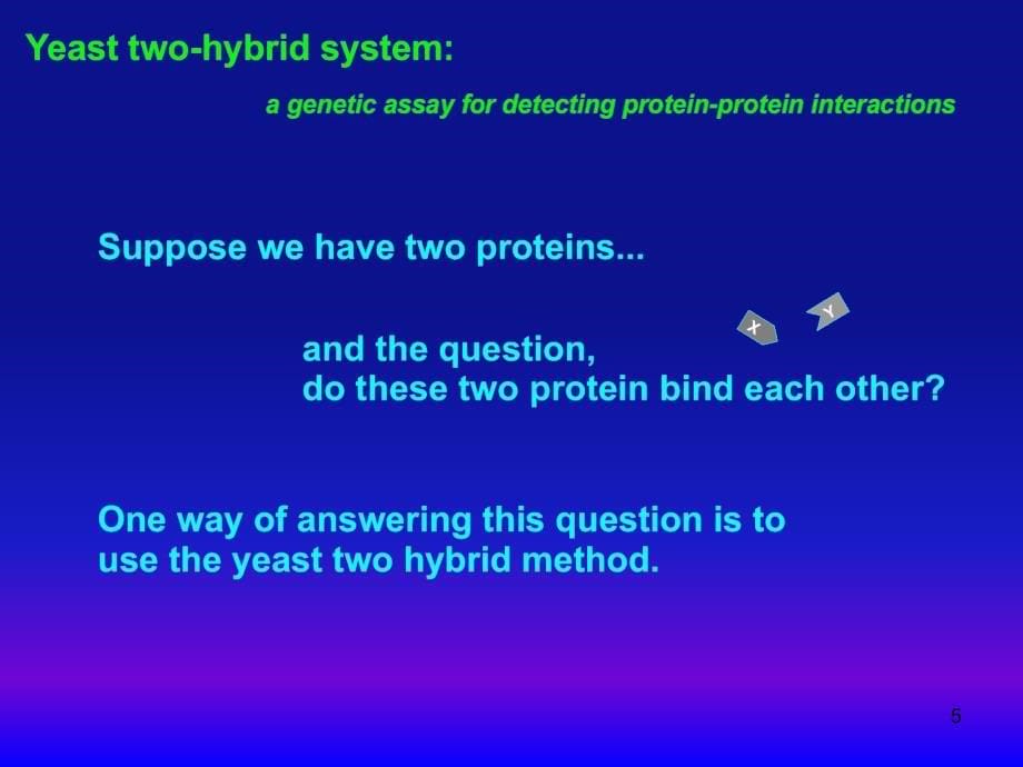酵母双杂交自激活现象ppt课件_第5页