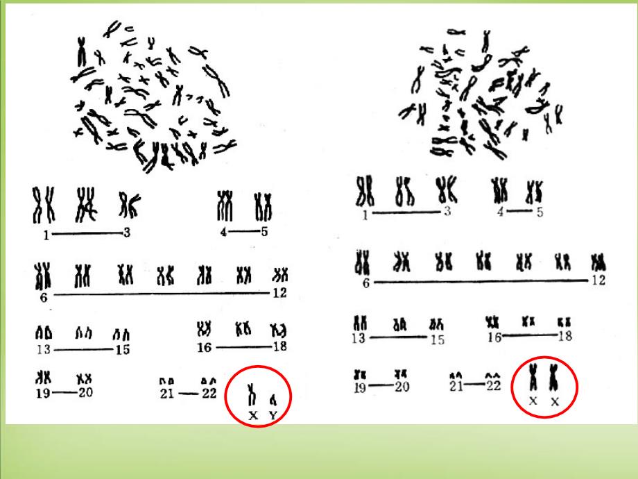 《伴性遗传》课件ppt_第3页