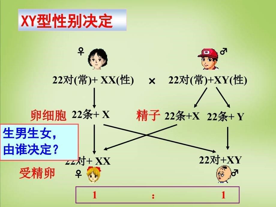 《伴性遗传》课件ppt_第5页