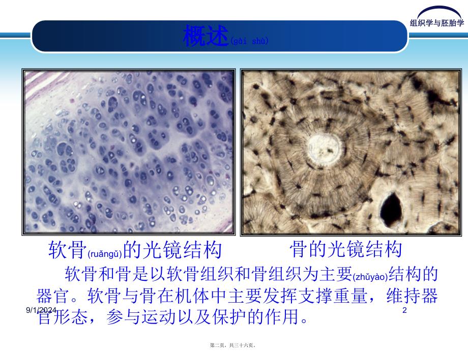 医学专题—第五章-软骨和骨6077_第2页