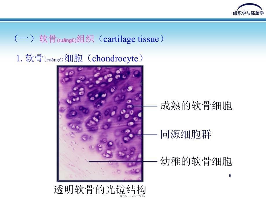 医学专题—第五章-软骨和骨6077_第5页