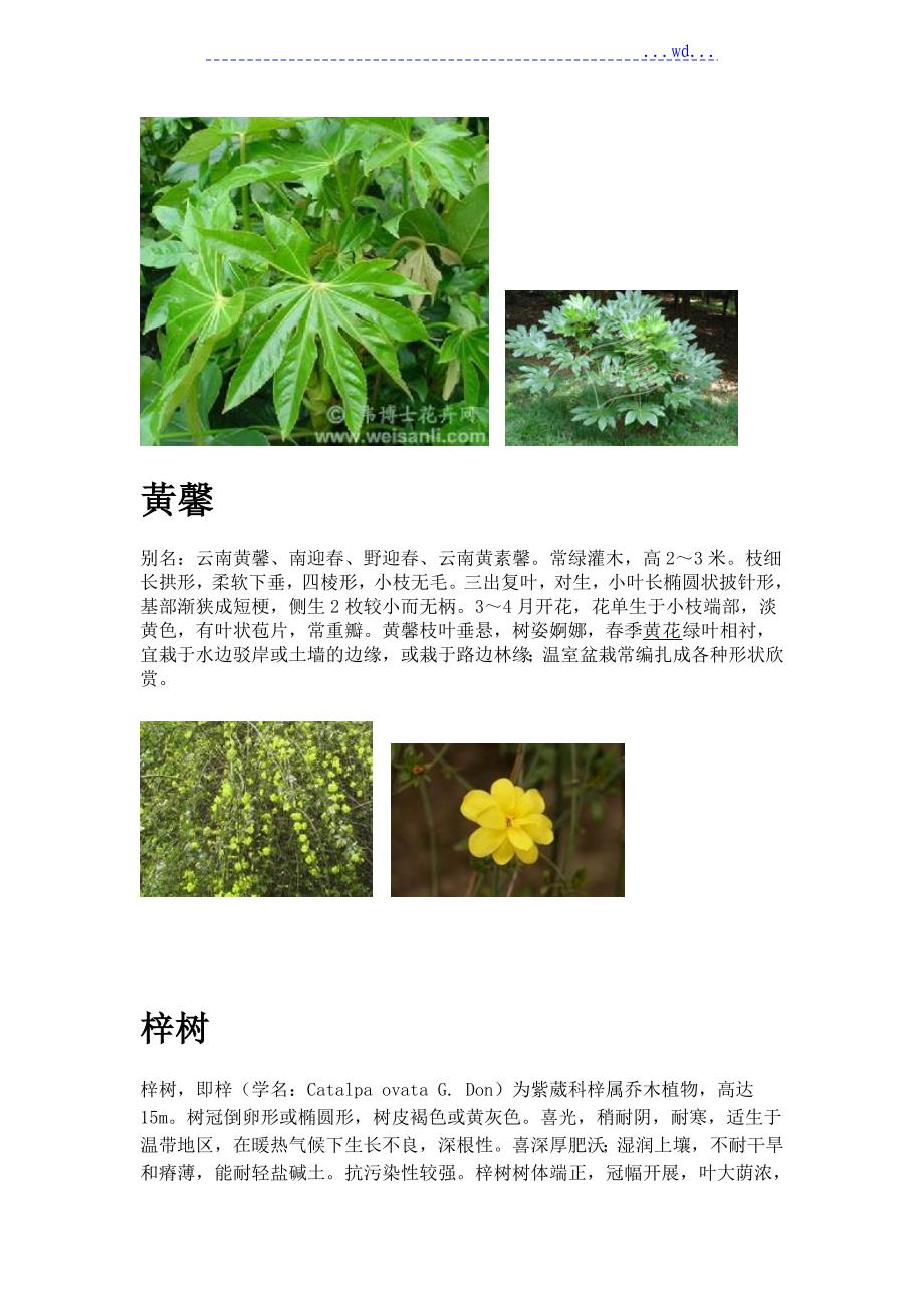 上海30种常见树木和植物_第3页