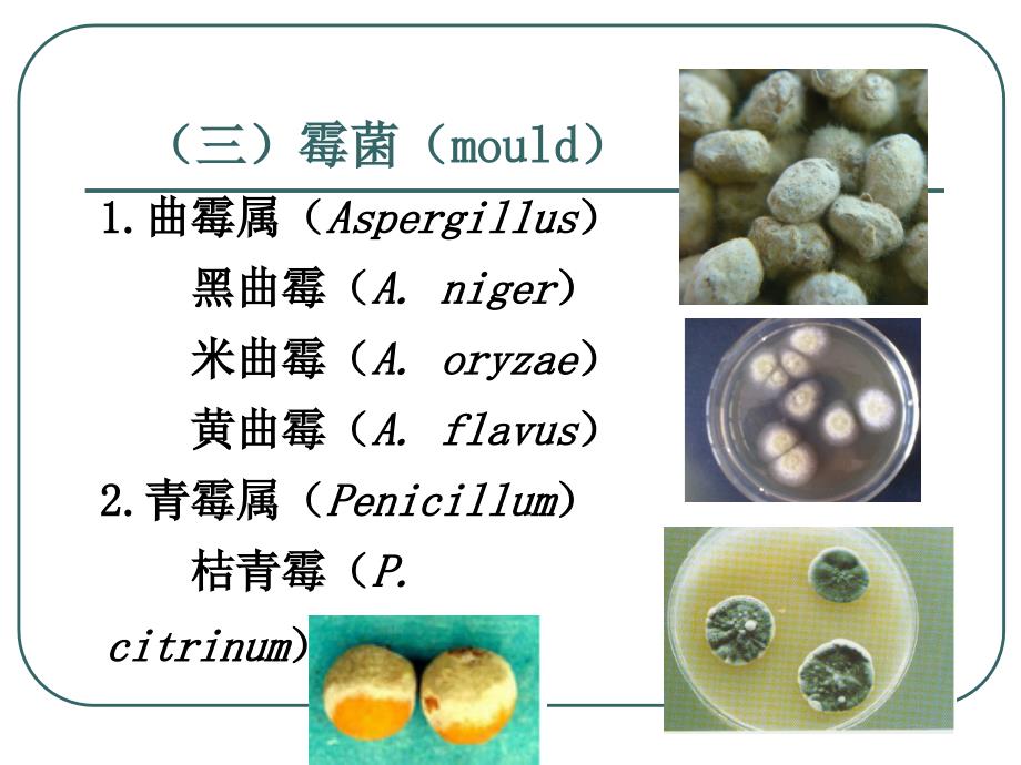 二章菌种选育保藏与复壮_第4页